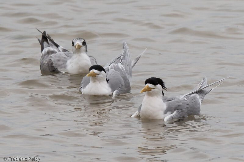 Greater Crested Tern