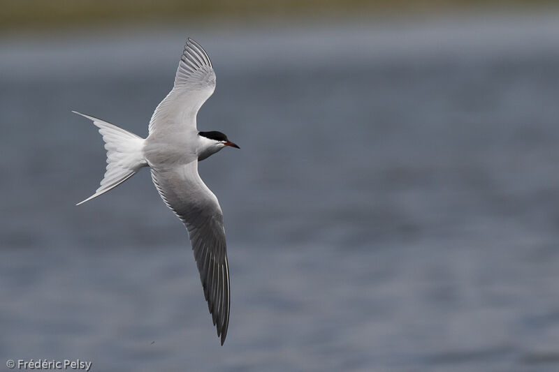 Common Ternadult, Flight