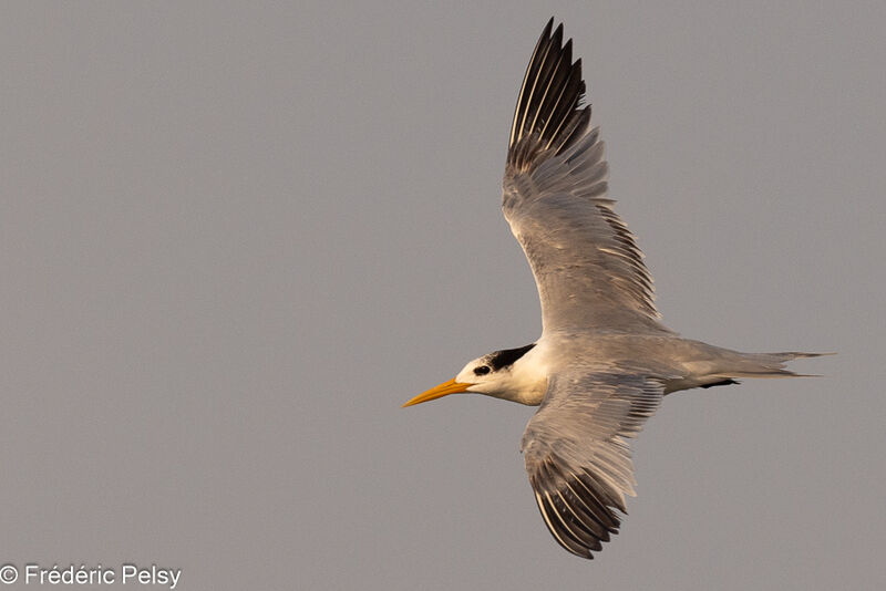 Lesser Crested Tern