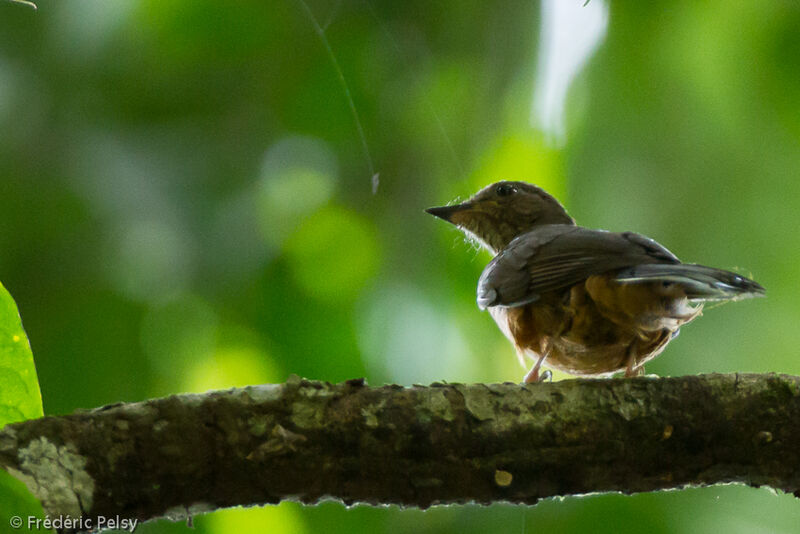 Finsch's Rufous Thrushadult