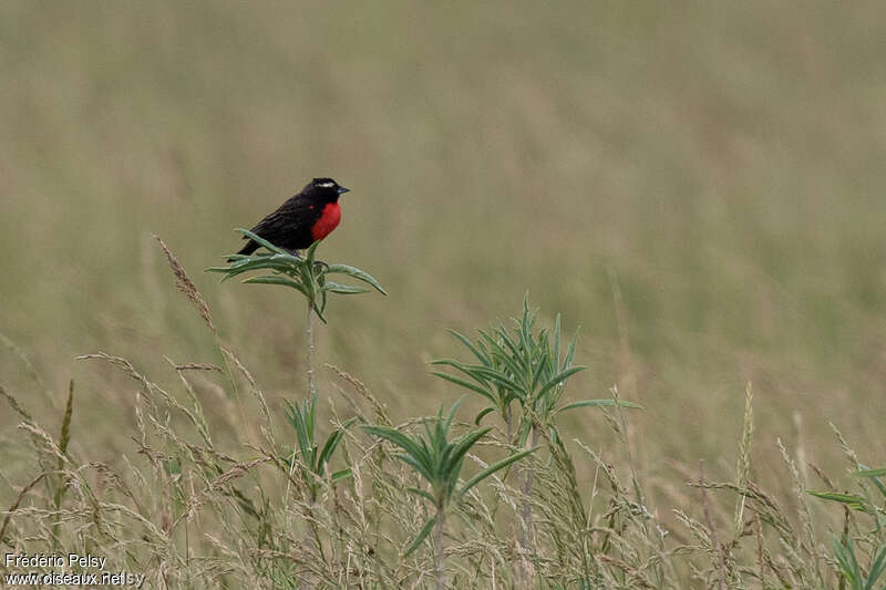 White-browed Meadowlark male adult, habitat