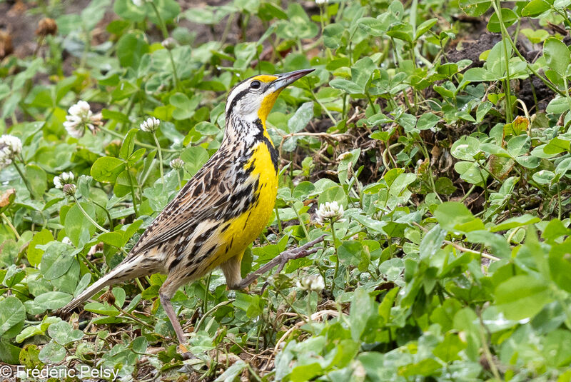 Eastern Meadowlark