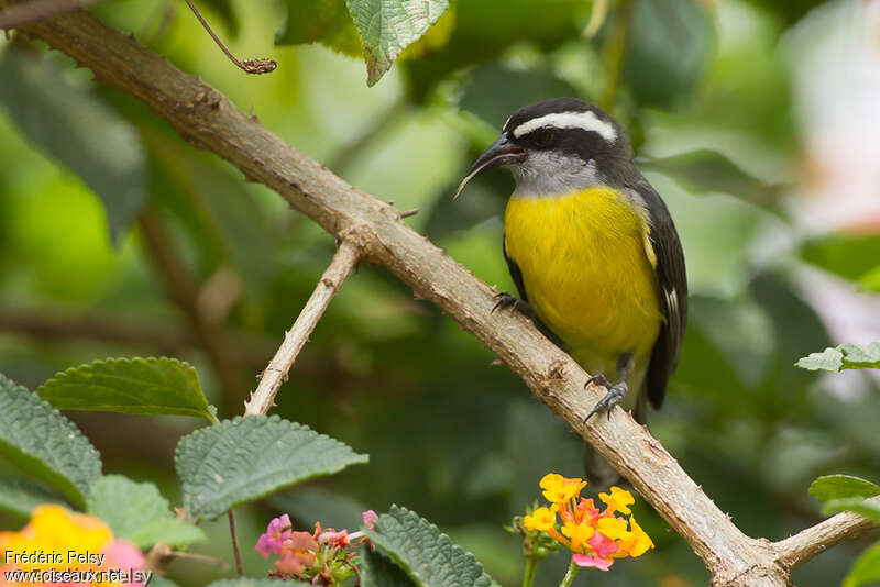 Sucrier à ventre jauneadulte, identification