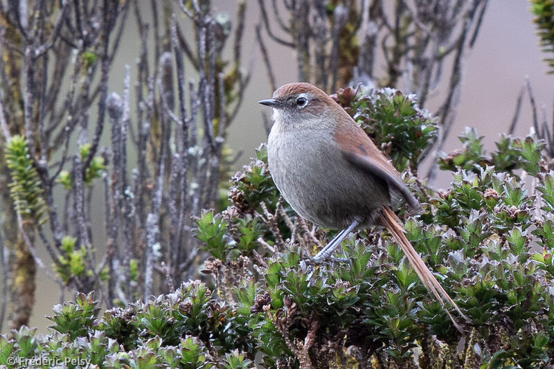 White-chinned Thistletail