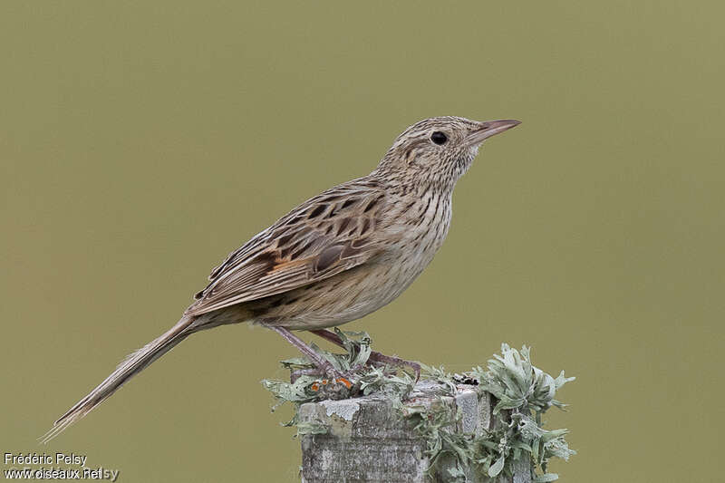 Synallaxe de Hudsonimmature, identification