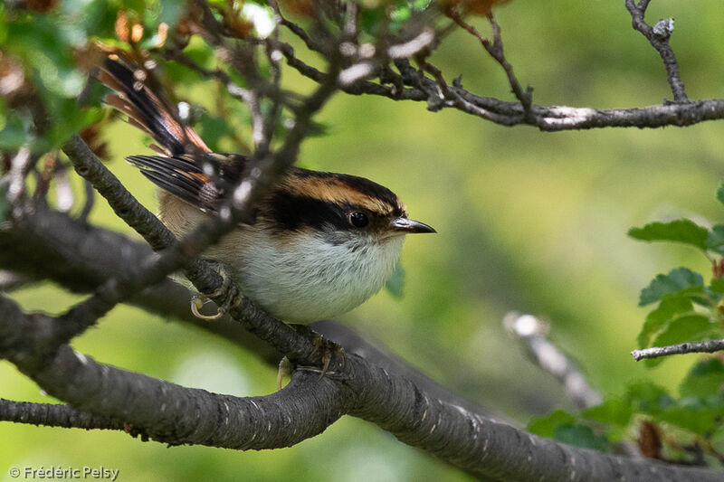 Thorn-tailed Rayadito