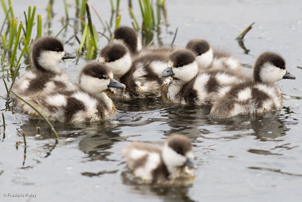 Tadorne casarcaPoussin