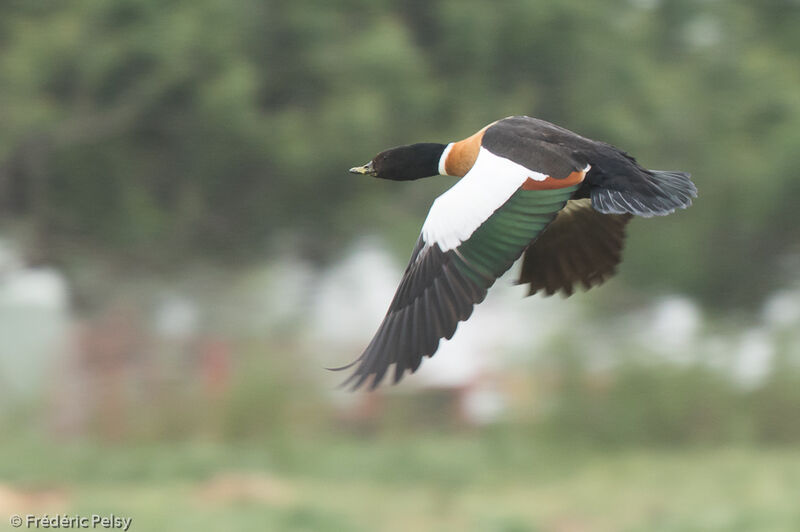 Australian Shelduck male adult, Flight