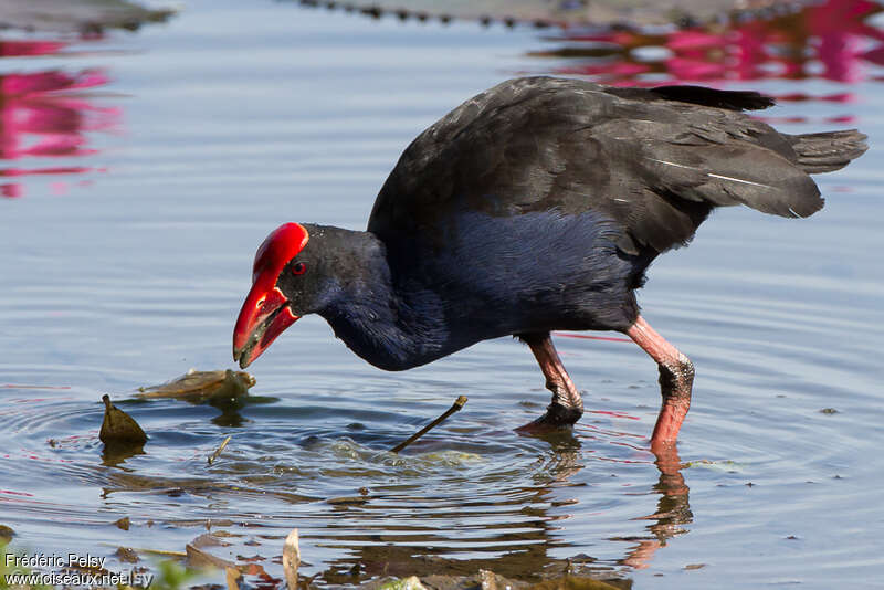 Australasian Swamphenadult, feeding habits