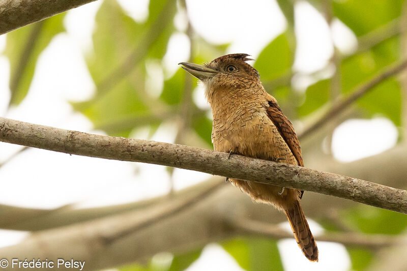 Barred Puffbird