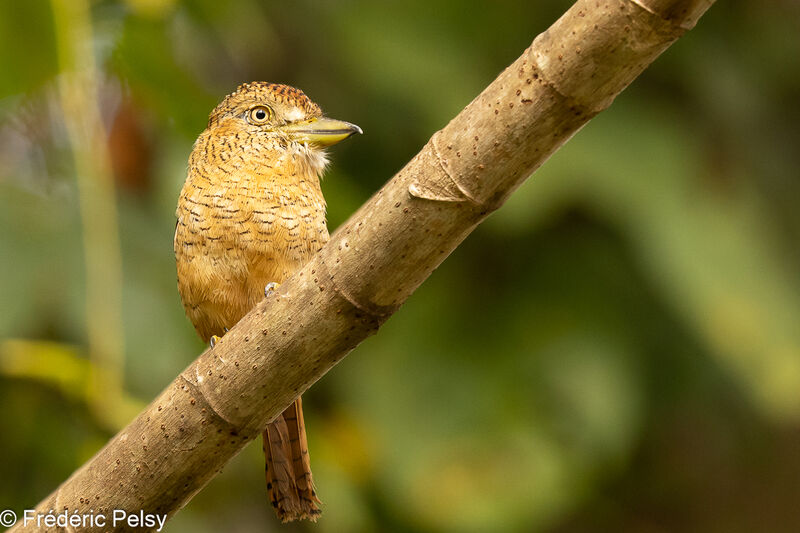 Barred Puffbird