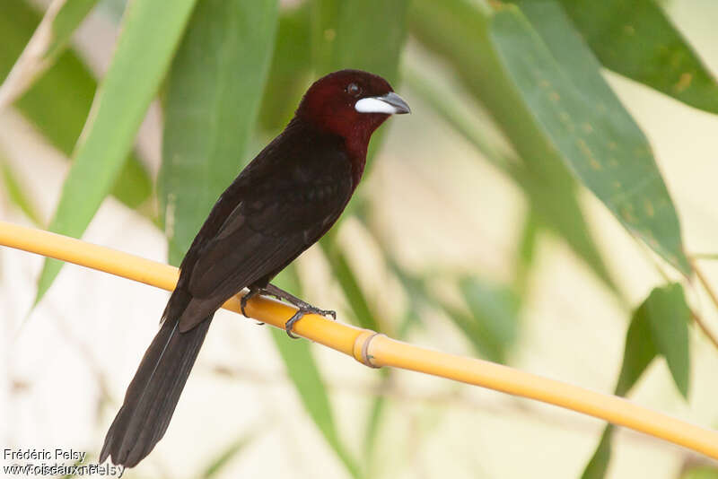 Silver-beaked Tanager male adult