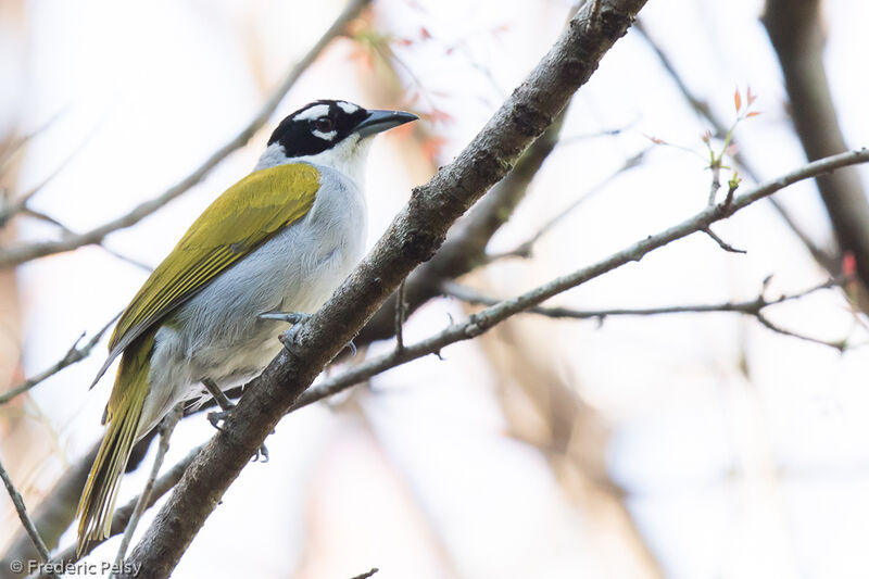 Black-crowned Palm-tanageradult