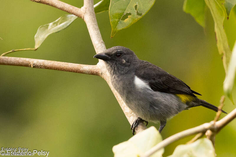 Sulphur-rumped Tanager