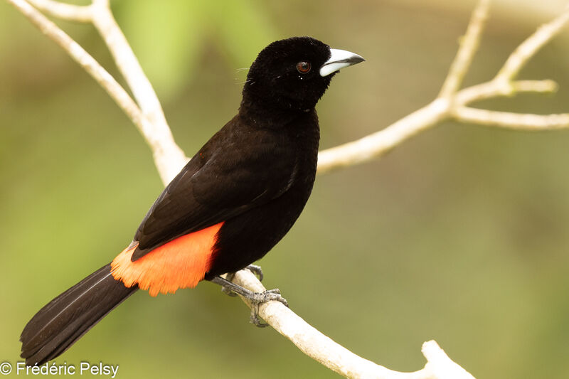 Scarlet-rumped Tanager