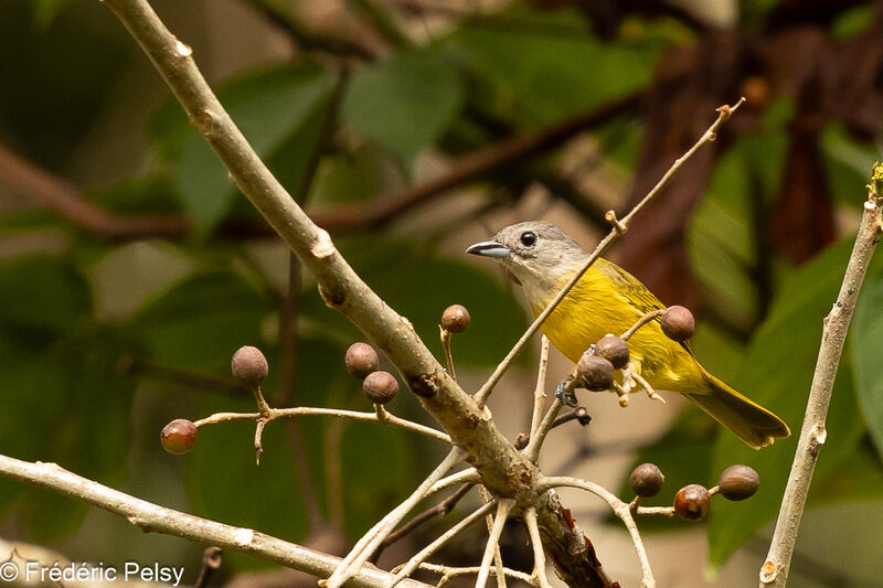 White-shouldered Tanager female