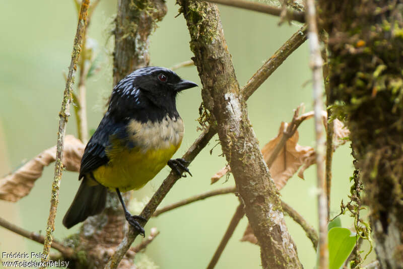 Buff-breasted Mountain Tanager