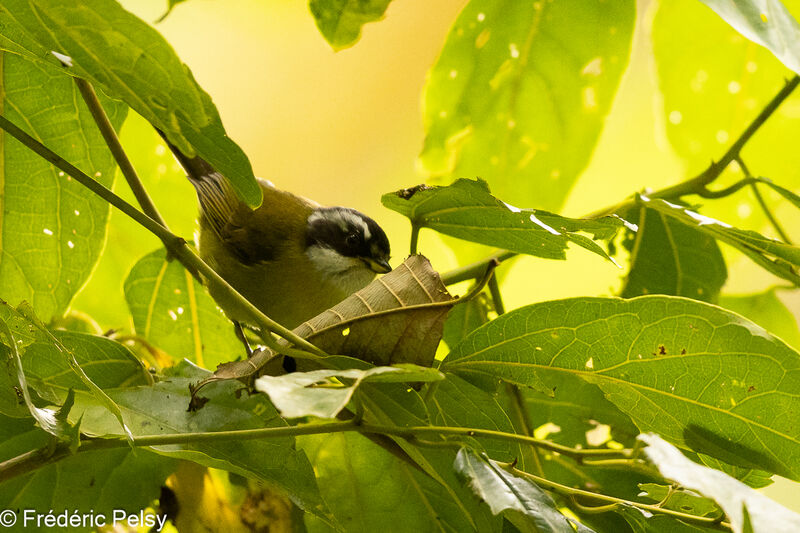 Sooty-capped Chlorospingus