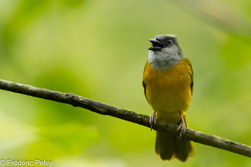 Grey-headed Tanager