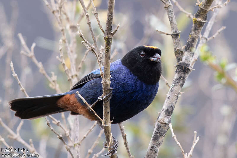 Golden-crowned Tanageradult, identification