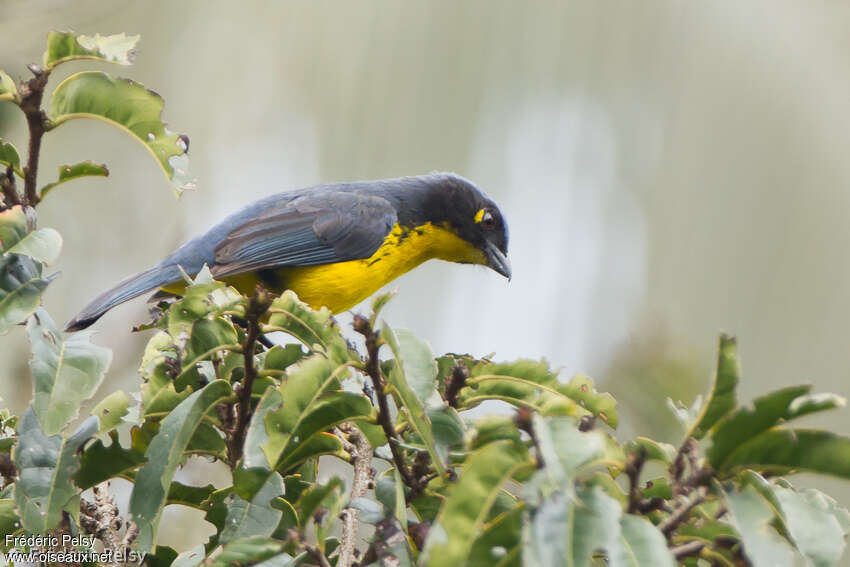 Santa Marta Mountain Tanager