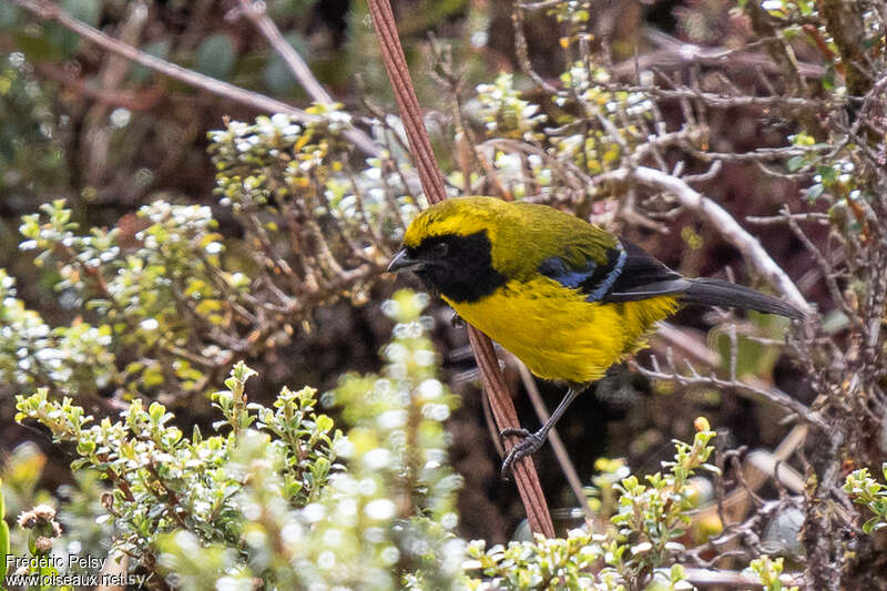 Masked Mountain Tanageradult, identification