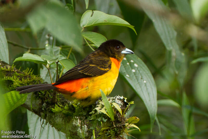 Tangara flamboyant femelle adulte, identification