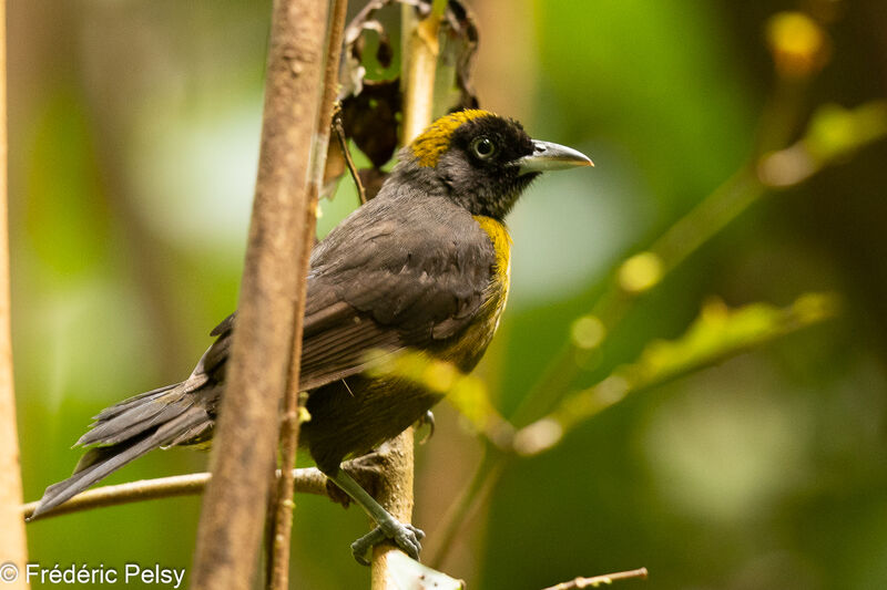 Dusky-faced Tanager