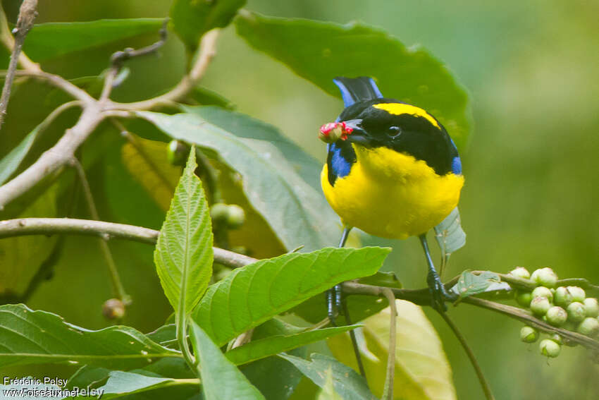 Blue-winged Mountain Tanager
