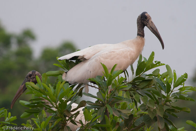 Wood Stork