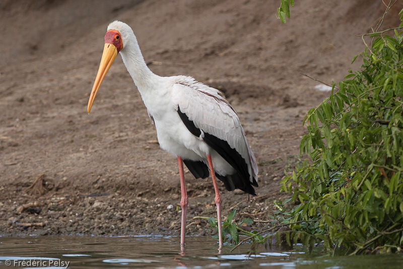 Yellow-billed Stork