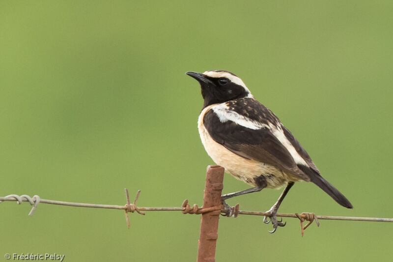 Buff-streaked Chat male adult