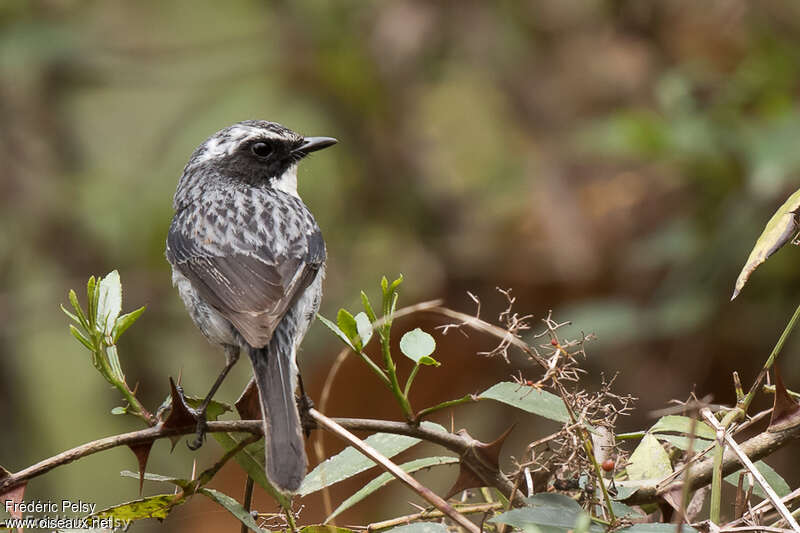 Grey Bush Chat male adult, aspect