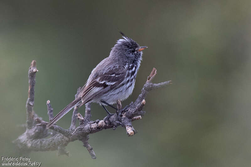 Yellow-billed Tit-Tyrant, identification