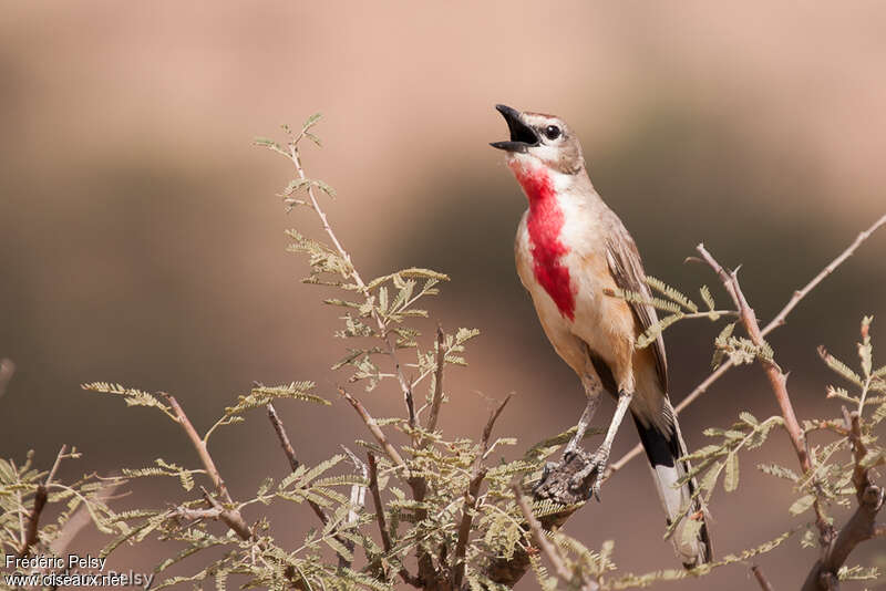 Rosy-patched Bushshrikeadult, song