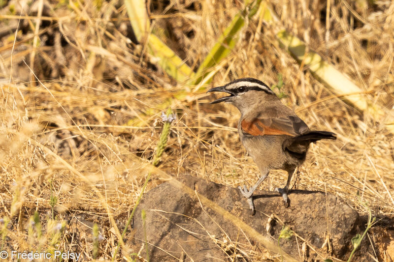 Black-crowned Tchagra