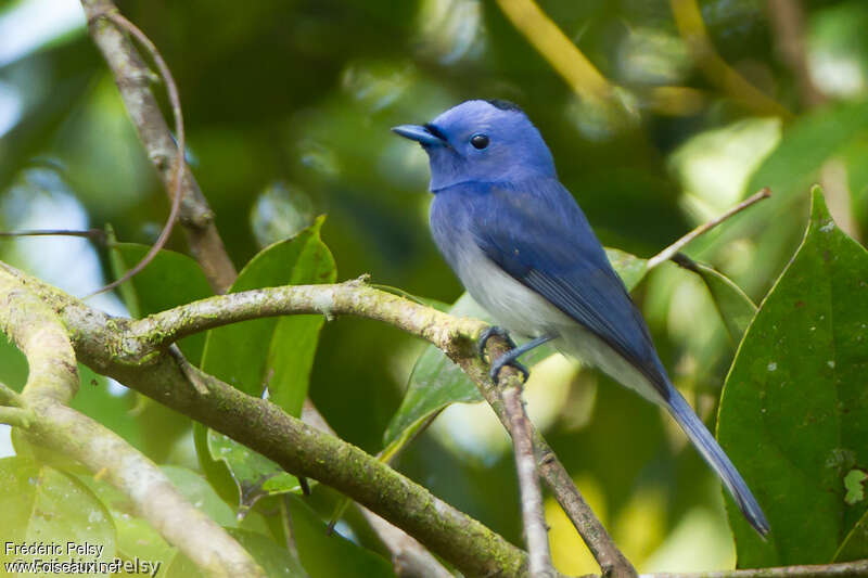 Black-naped Monarch male adult, identification