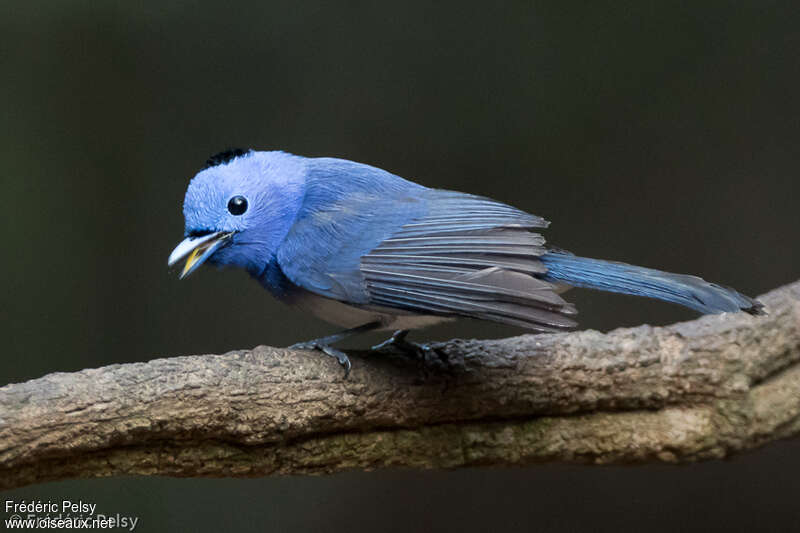 Black-naped Monarch male adult, identification, aspect