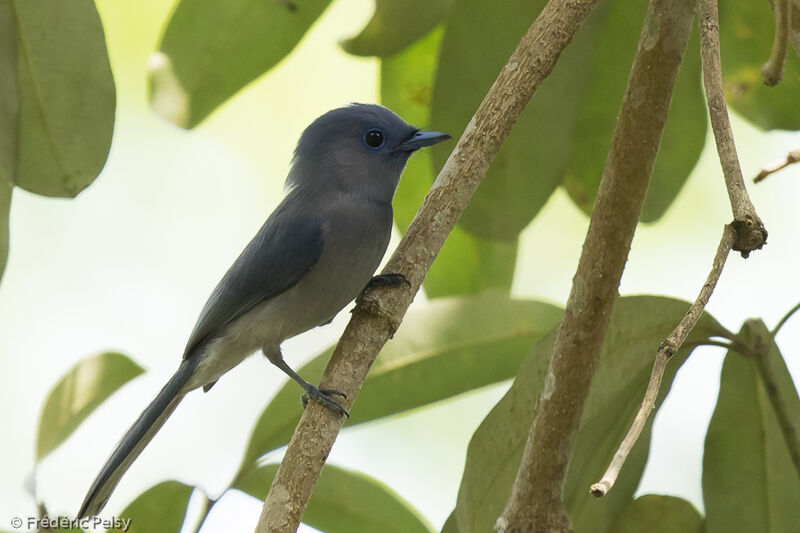 Black-naped Monarch