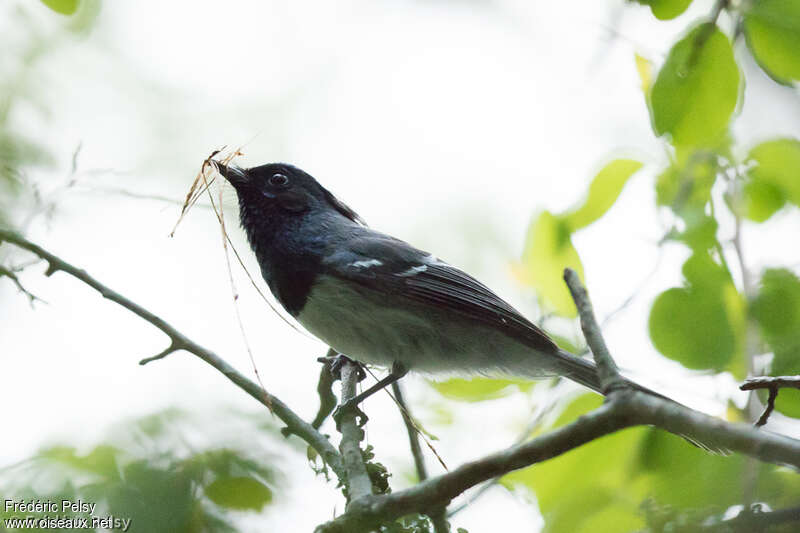 Blue-mantled Crested Flycatcher male adult, identification