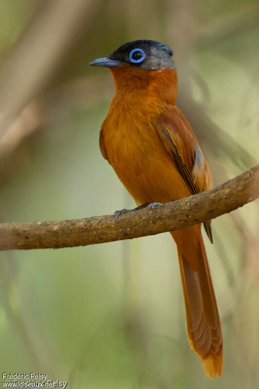 Tchitrec malgache femelle adulte, identification