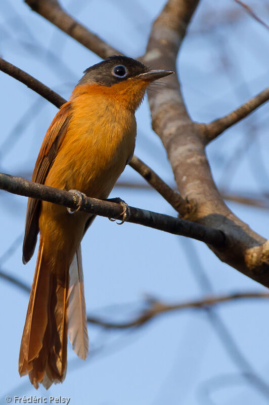 Malagasy Paradise Flycatcher female adult