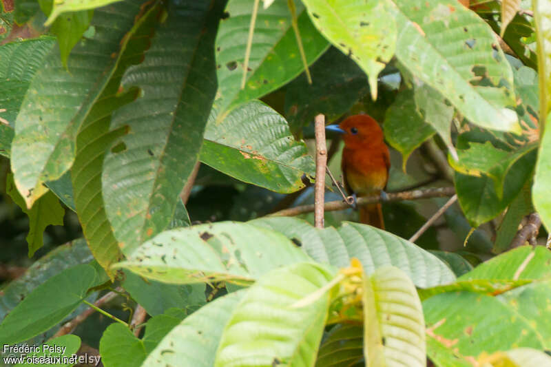 Rufous Paradise Flycatcheradult