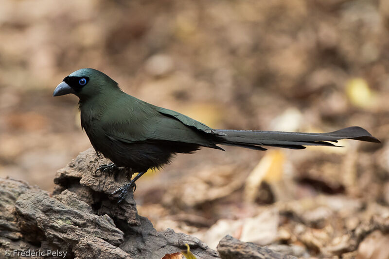 Racket-tailed Treepieadult, identification, aspect