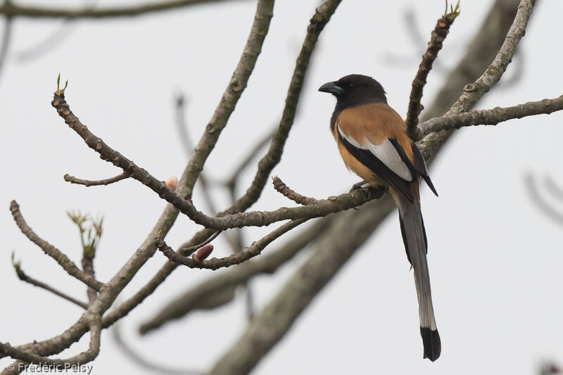 Rufous Treepieadult