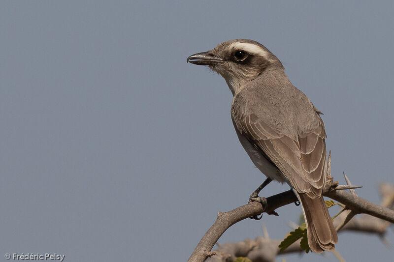 Common Woodshrike