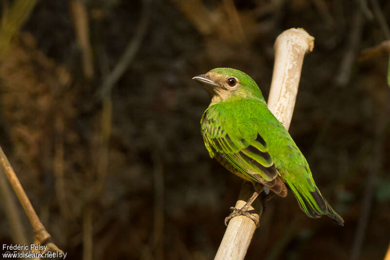 Tersine hirondelle femelle adulte, identification