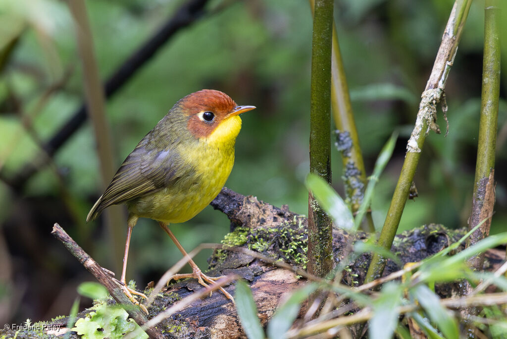 Chestnut-headed Tesia