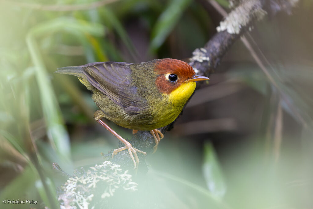 Chestnut-headed Tesia