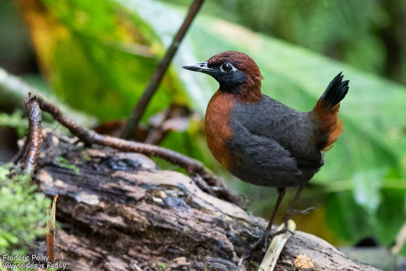 Rufous-breasted Antthrushadult, habitat, pigmentation